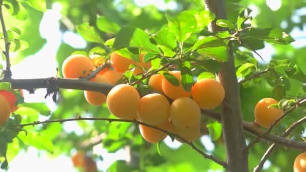 branch with yellow fruits tree leaves of green color ripe plums in the garden - Footage, Video