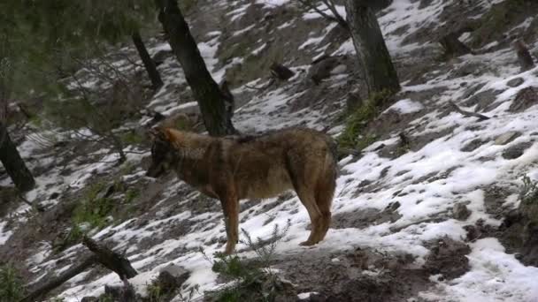 イベリアのオオカミ - 映像、動画