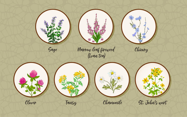 Ένα σετ βοτάνων για τσάι. Λιβάδι και λουλούδια μαργαρίτα, βαλσαμόχορτο, αχιβάδα, φασκόμηλο, κιχώριο, τριφύλλι, ροζ τριφύλλι, φλογοβόλο, τσάι Ιβάν. Διάνυσμα - Διάνυσμα, εικόνα