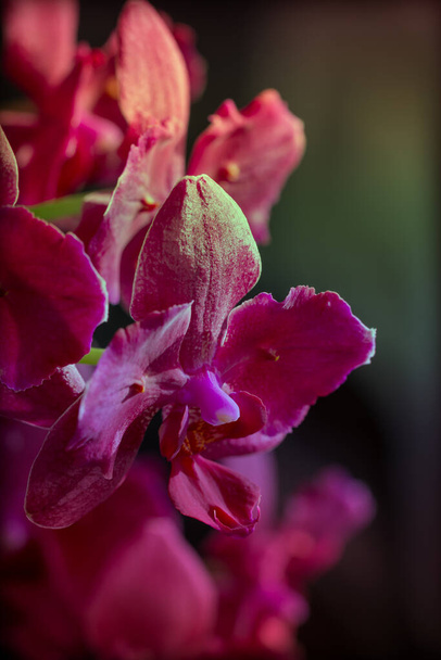 Vaaleanpunainen punainen kukkiva orkidea pelorinen phalaenopsis hohtaa auringossa. Valikoiva tarkennus, lähikuva, makrotalous - Valokuva, kuva