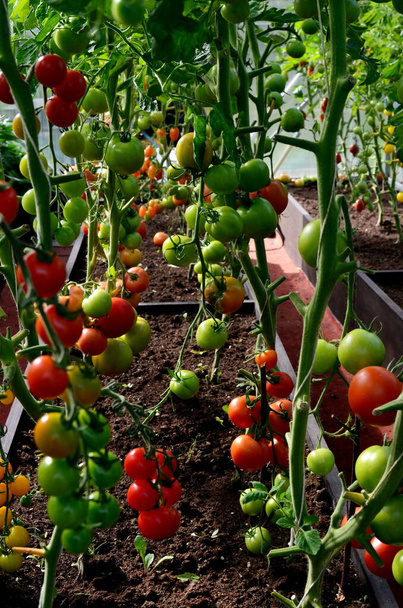 Tomates rojos y verdes en el invernadero. Tomates madurando en un invernadero - Foto, Imagen