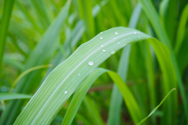 Krople wody na świeżej trawie cytrynowej ziołowa roślina zielona tło liści - Zdjęcie, obraz
