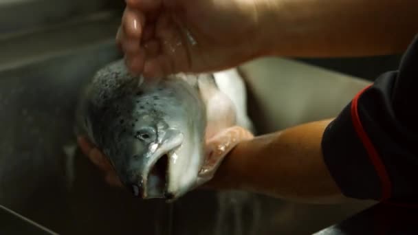 mans χέρια πλύνετε ένα ψάρι ψάρια που πλένονται στο προϊόν νεροχύτη πρέπει να είναι απολύτως καθαρό - Πλάνα, βίντεο