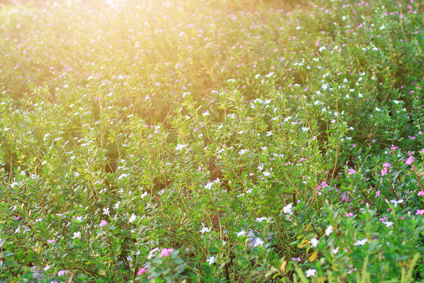 Beautiful blossom white anemona flowers meadow field in natural sunlight. - Photo, Image