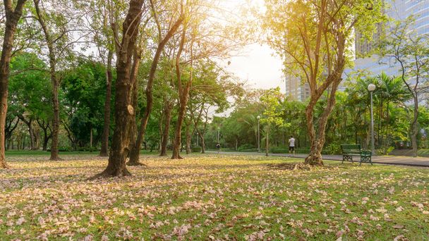 Rózsaszín trombita fa vagy Tabebuia rózsa virág virágzik, és esik a zöld fű gyep udvar a fák alatt, az emberek sétálnak jagging sétány mellett, kert Chatuchak park, Bangkok, Thaiföld - Fotó, kép