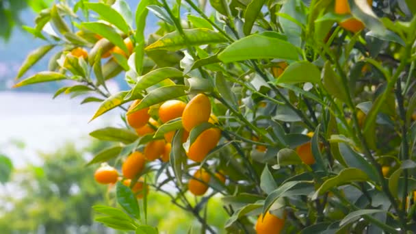 mandarijnboom close-up rijpe citrusvruchten op takken - Video
