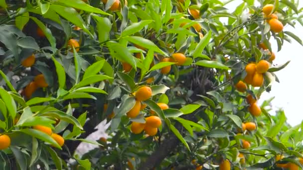 mandarynki na gałęziach drzew dojrzewają owoce cytrusowe - Materiał filmowy, wideo