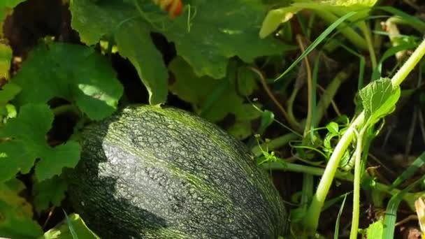 courgettes poussant dans le jardin champs de courges légumes dans le jardin - Séquence, vidéo