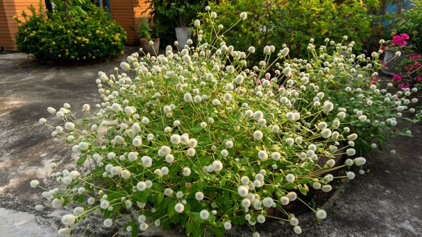 Τα κλαδιά από ροζ και λευκά πέταλα από αιώνιο άνθος λουλουδιών στο πράσινο αφήνουν θολό φόντο, γνωστό ως κουμπί Bachelor, Globe amaranth, Button aga, makhmali και vadamali - Φωτογραφία, εικόνα