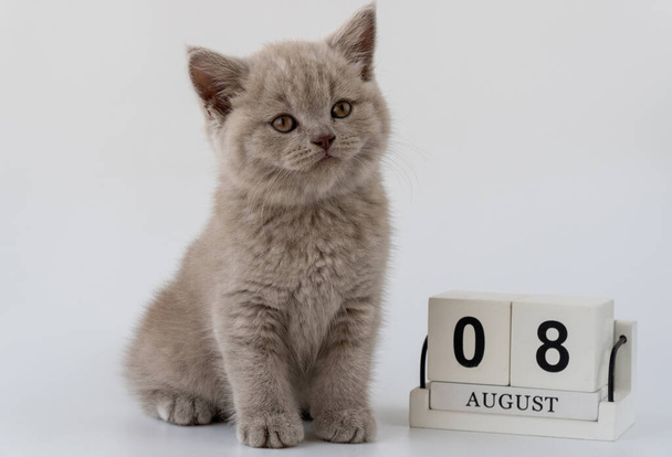 Британская короткошерстная кошка. кошачий дымный цвет. Маленький милый котенок сидит рядом с календарем.  - Фото, изображение