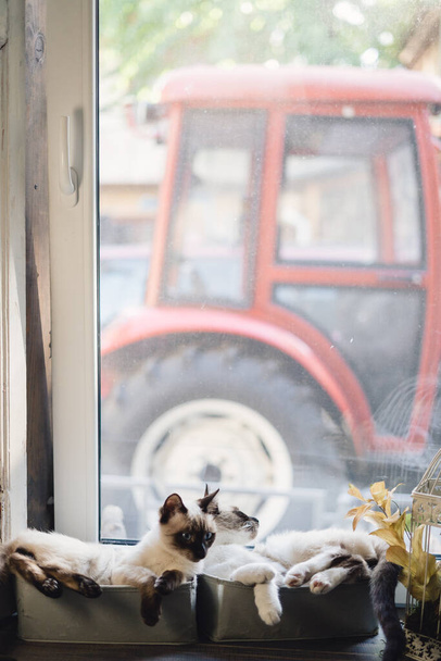Aranyos sziámi macskák feküdt dobozokban közel az ablakhoz - Fotó, kép