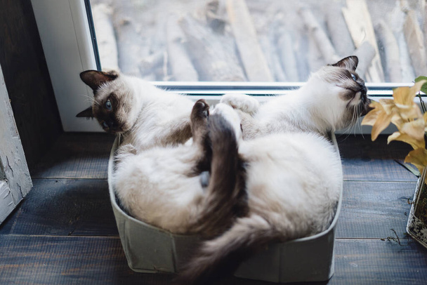 Aranyos sziámi macskák feküdt dobozokban közel az ablakhoz - Fotó, kép
