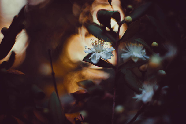 Közelkép mirtusz virág bokeh fények a háttérben. Fotó: Juin 29, 2020. Elhelyezkedés: Mandas, Szardínia, Olaszország. - Fotó, kép