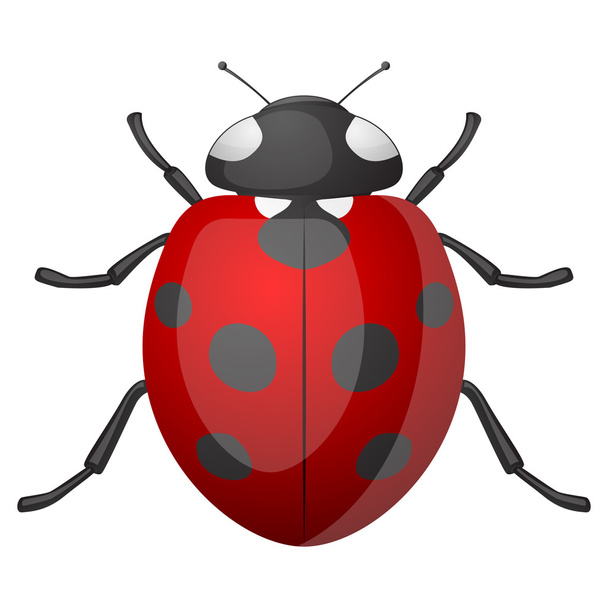 Ladybird - ベクター画像