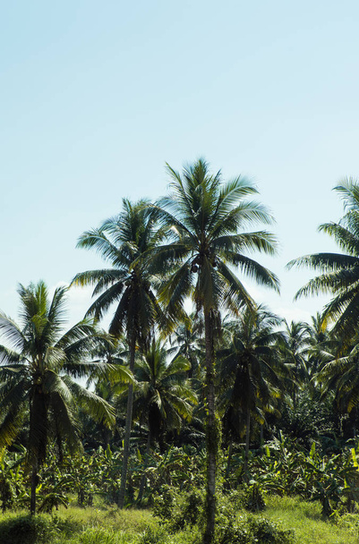 Palm trees in a sunny day, beautiful tropical background. - Zdjęcie, obraz