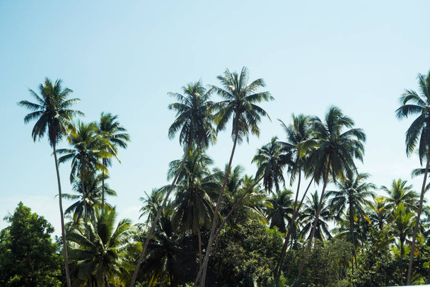 Palm trees in a sunny day, beautiful tropical background. - Foto, Imagen