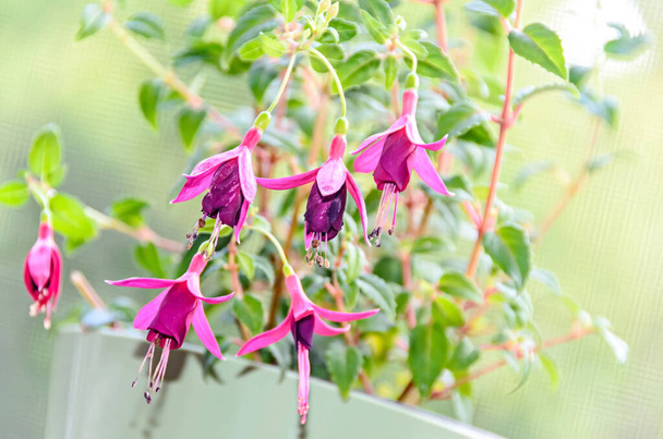 Kaunis Fuchsia kukkia ikkunassa, lähikuva luonnollinen bokeh - Valokuva, kuva