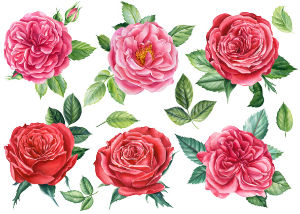Zestaw róż, odizolowane białe tło, rysunek dłoni akwarela, ilustracja botaniczna - Zdjęcie, obraz
