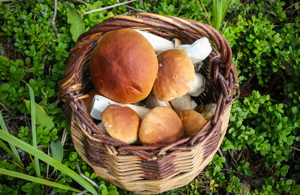 rieten mand met verse cep porcini champignons in het najaar bos - Foto, afbeelding