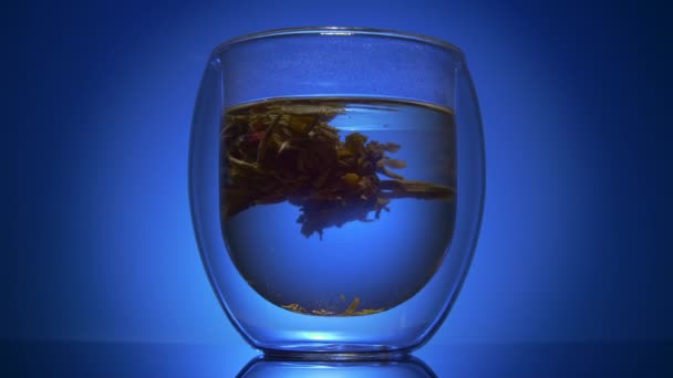 Kvetoucí tradiční čínský čaj timelapse - Záběry, video