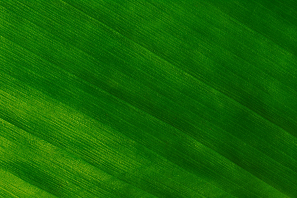 Zelená listová (makro) - Fotografie, Obrázek
