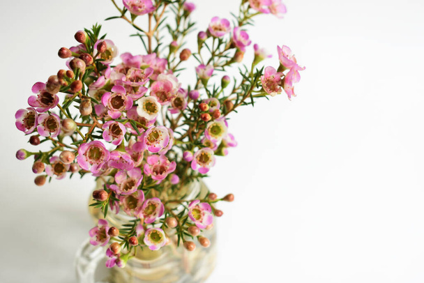 Australian native wild flower pastel pink Geraldton Wax chameleucium uncinatum isolated on white background, violet floral background, wedding decoration, springtime, botany - Foto, Imagen