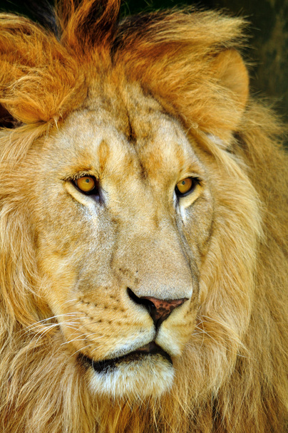szomorú oroszlán az állatkertben - Fotó, kép
