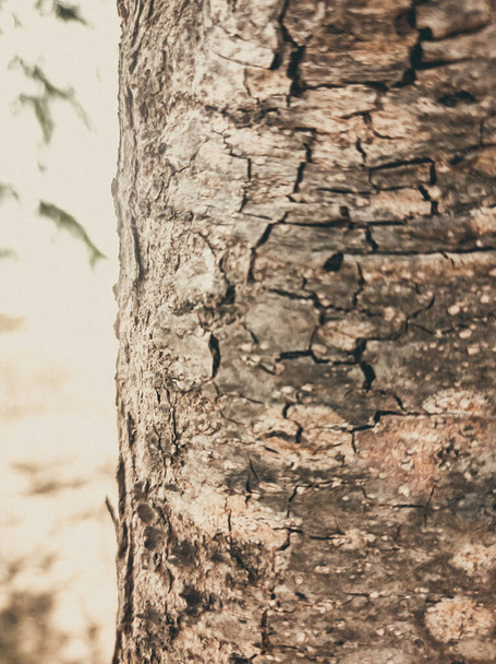 Beautiful view of closeup gray-brown tree bark texture. Stories vertical format. Ideal for use in the design, wallpaper and background - Foto, afbeelding