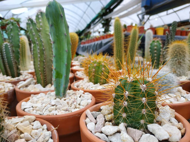 different shots of cactus of different species - Photo, Image