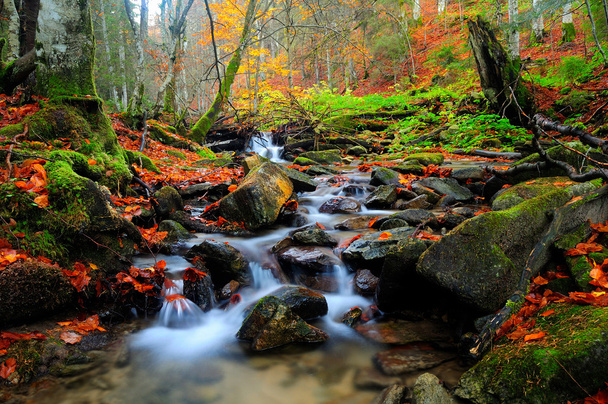 Bosque río con hojas
 - Foto, imagen