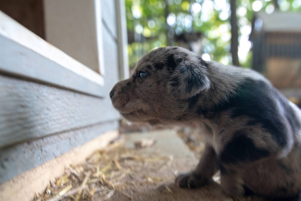 week old newborn terrier puppies browsing around the doghouse - Fotó, kép