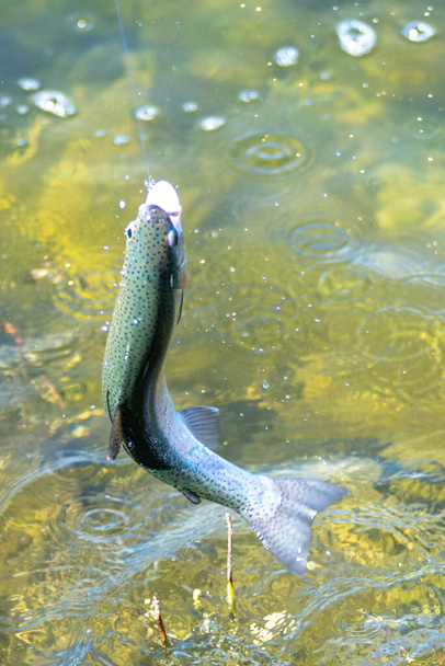 ワシントン州の小さな湖でマスを釣り - 写真・画像