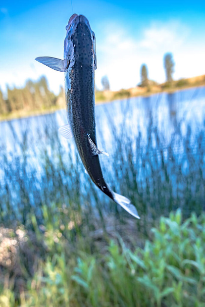 рыбалка на форель в небольшом озере в штате Вашингтон - Фото, изображение