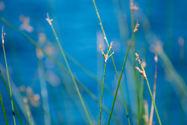 plantes vertes abstraites par lac éloigné - Photo, image