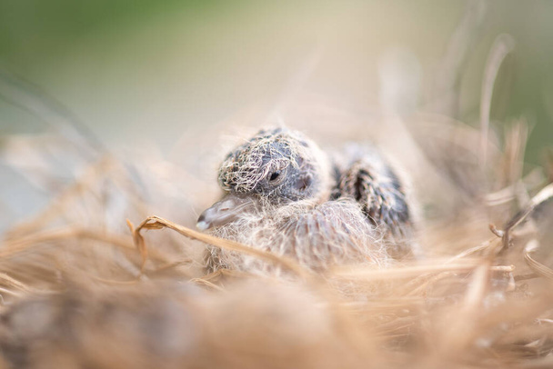 巣の中の赤ちゃん鳥。赤ちゃんの鳥は巣の中でスナッグアップ - 写真・画像