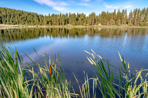 reflexiones de la naturaleza en el lago salvaje en el estado de Washington - Foto, imagen