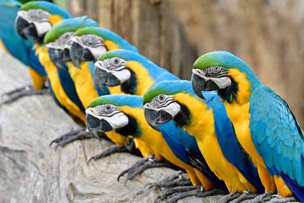 Rebanho de araras azuis e douradas ficar juntos em madeira com rostos curiosos em ações encantadoras, animal de estimação papagaio exótico
 - Foto, Imagem