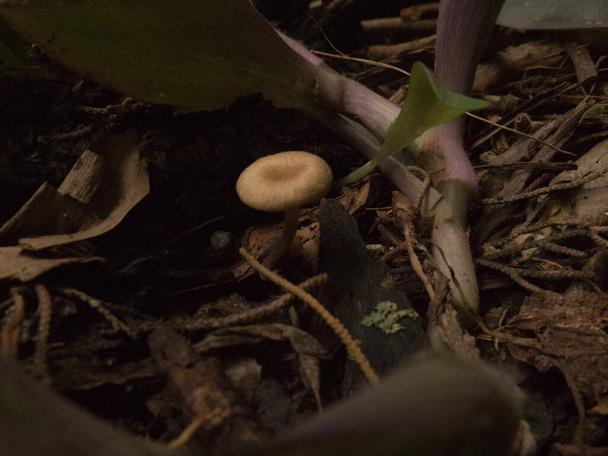 真菌で地面に根を出し - 写真・画像