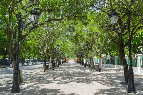 avenue bordée d'arbres
 - Photo, image