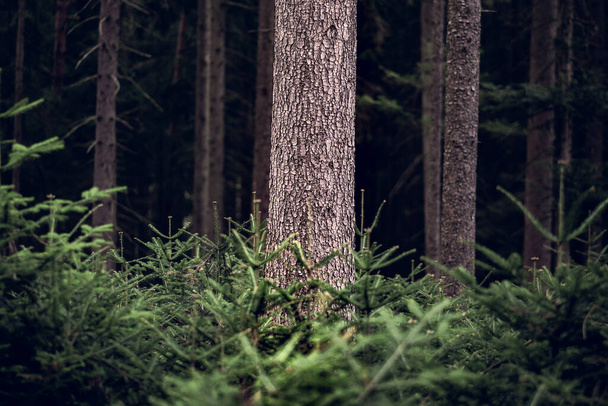 bela floresta na natureza paisagem fundo
 - Foto, Imagem