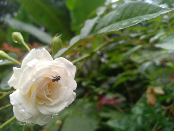 Μέλι μέλισσα γονιμοποίηση και τη συλλογή νέκταρ από λευκό λουλούδι τριαντάφυλλο - Φωτογραφία, εικόνα