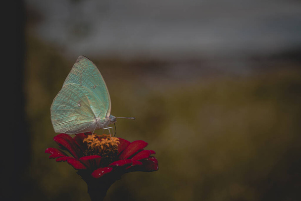 Прекрасний світло-зелений метелик на червоній квітці і розкиданий пилок в теплий літній день
 - Фото, зображення