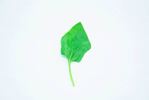 Hoja de espinaca verde fresca sobre fondo claro - Foto, Imagen