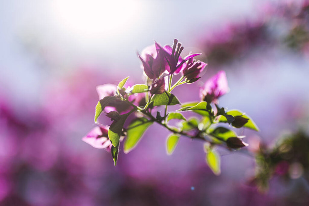A closeup shot of beautiful purple Bougainvillea flowers on a blurred background - Фото, изображение
