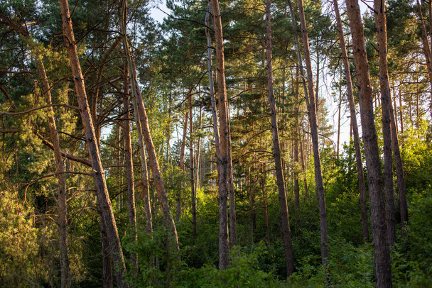 The beautiful and tall trees in the forest gleaming under the blue sky - Fotografie, Obrázek