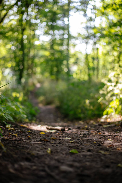 A vertical selective focus shot of a path in green forest at sunlight - Фото, изображение