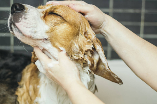 A closeup shot of a cute beagle dog enjoying a shower - Foto, imagen