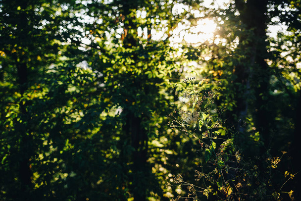 Um close-up desfocado de árvores e plantas florestais
 - Foto, Imagem
