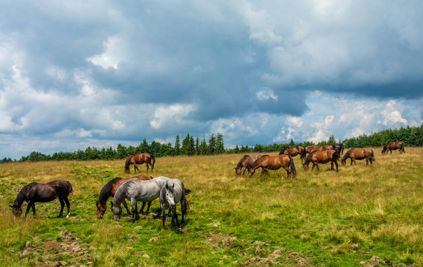 A landscape shot of a group of horses grazing in a field on a cloudy day - Fotografie, Obrázek