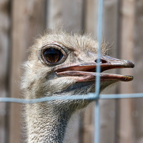 The hairy  common ostrich with big brown eyes in the zoo - Foto, immagini